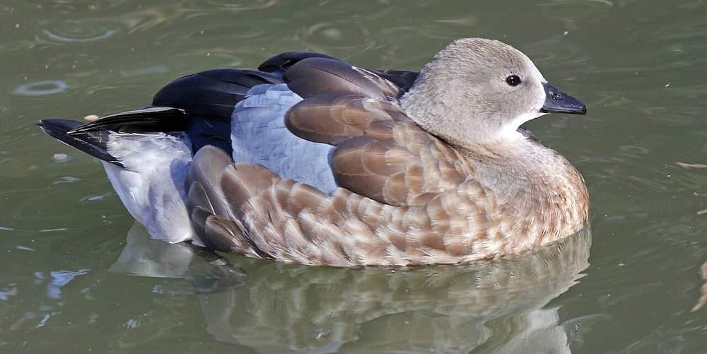 Awash Park Birding Tour Dr. Bruce
