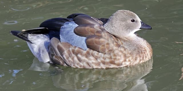 Awash Park Birding Tour Dr. Bruce