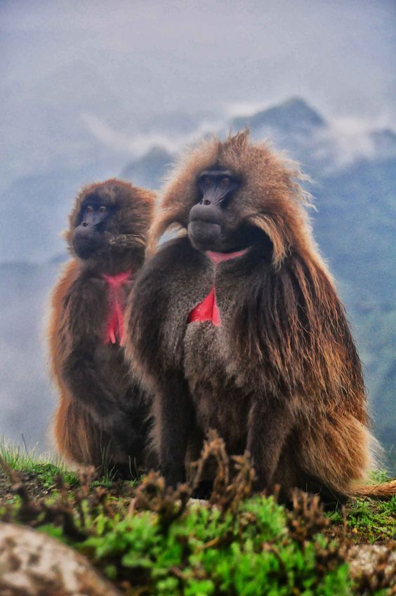Monkey Ethiopia